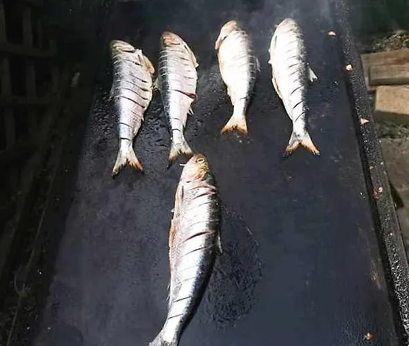 Gasthuis Aty & Michelle 4*